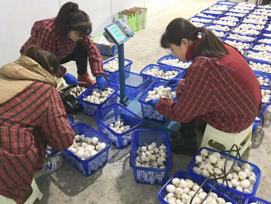 陕西第一家工厂化种植双孢蘑菇生产线在勉县建成投产