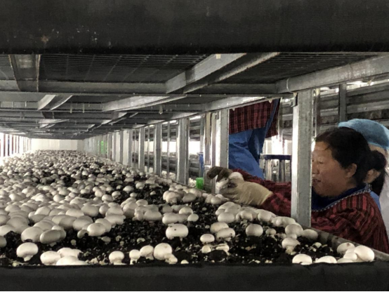 陕西第一家工厂化种植双孢蘑菇生产线在勉县建成投产